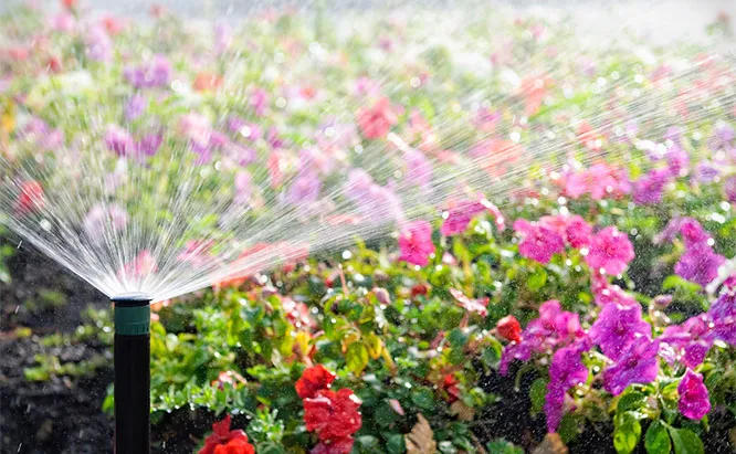 Riego y cuidado profesional de jardines - blog de Carles Herrera