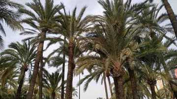 Palmeral mediterráneo sano, ejemplo de arbolado adaptado al clima de la región