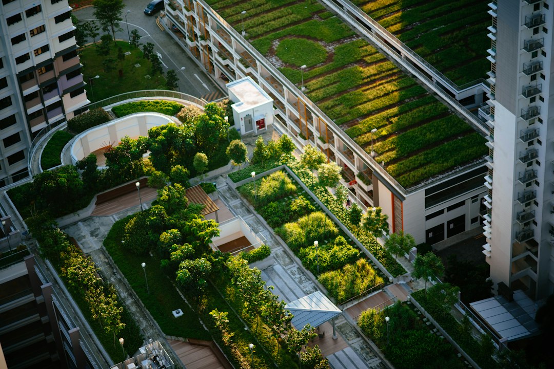 Vista elevada de una azotea ajardinada con árboles entre edificios urbanos; imagen ilustrativa para el debate sobre infraestructura verde.