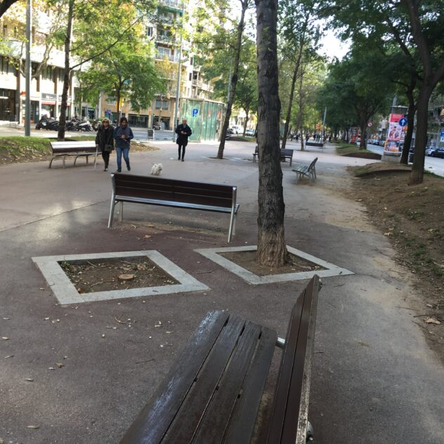 Árboles urbanos: el elevado coste de plantar mal y volver a empezar