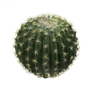 596E-Cactus-redondo-Echinocactus-O24x24832cmext